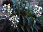 Morina longifolia - small image 2