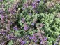 Nepeta faassenii 'Purrshian Blue' - small image 2