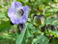 Nicandra physalodes 'Violacea' - small image 2