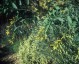 Nicotiana glauca - small image 2