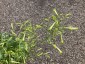 Nicotiana paniculata - small image 2
