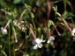Nicotiana suaveolens - small image 2