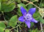 Nigella bucharica 'Blue Stars' - small image 2