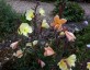 Oenothera odorata - small image 2