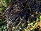 Ophiopogon planiscapus 'Nigrescens' - small image 2