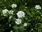 Orlaya grandiflora - small image 2