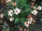Osteospermum 'Sunny Bronze' - small image 2