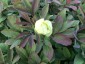 Paeonia mlokosewitschii AGM - small image 2
