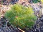 Paeonia tenuifolia - small image 2