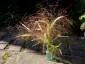 Panicum elegans 'Frosted Explosion' - small image 2