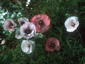 Papaver rhoeas 'Mother of Pearl' - small image 2