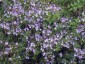 Parahebe catarractae 'Porlock' - small image 2
