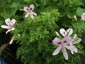 Pelargonium 'Lemon Kiss' - small image 2