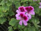 Pelargonium 'Orange Fizz' - small image 2
