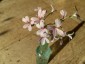Pelargonium quinquelobatum - small image 2