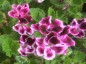 Pelargonium 'Sancho Panza' - small image 2
