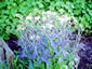 Peltaria alliaceae - small image 2