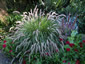 Pennisetum orientale - small image 2