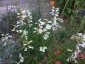 Penstemon 'Arctic Fox' - small image 2