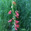 Penstemon barbatus ssp coccineus - small image 2