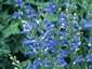 Penstemon heterophyllus 'Blue Springs' - small image 2