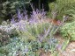 Perovskia atriplicifolia 'Little Spire' - small image 2