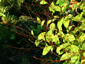 Persicaria virginiana 'Filiformis' - small image 2
