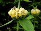 Phlomis russeliana - small image 2