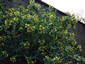 Piptanthus nepalensis - small image 2