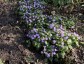 Primula boothii - small image 2