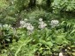 Primula japonica 'Postford White'' - small image 2