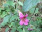 Rehmannia elata - small image 2