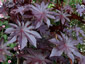 Ricinus communis 'New Zealand Black' - small image 2