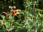 Salvia africana-lutea - small image 2