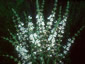 Salvia argentea - small image 2