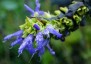 Salvia atrocyanea - small image 2