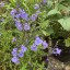 Salvia 'Blue Suede Shoes' - small image 2