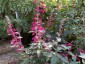 Salvia curviflora - small image 2