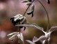 Salvia discolor - small image 2