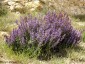 Salvia lavandulifolia - small image 2