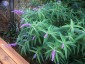 Salvia leucantha 'Purple Velvet' - small image 2