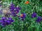 Salvia 'Marble Arch Blue' - small image 2