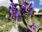 Salvia nutans - small image 2