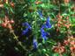 Salvia patens - small image 2
