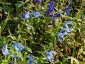 Salvia patens 'Cambridge Blue' - small image 2
