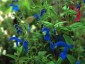 Salvia patens Giant form - small image 2