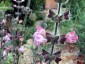 Salvia recognita - small image 2