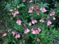 Salvia 'Ribambelle' AGM - small image 2