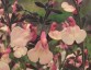 Salvia 'Strawberries and Cream' - small image 2