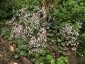 Saxifraga stolonifera 'Kinki Purple' - small image 2